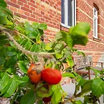 Lotsenhaus